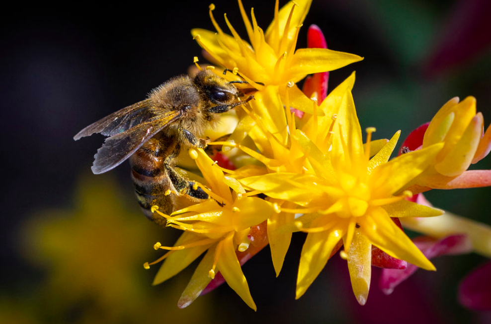 apiculture teambuilding rse ecoresponsable biodiversite